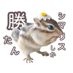 [LINEスタンプ] しまりすらいふ。3