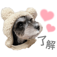 [LINEスタンプ] 吾輩はシュナである☕︎
