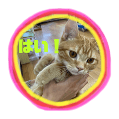 [LINEスタンプ] アメショのほっぺ様によるごあいさつ