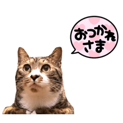 [LINEスタンプ] 猫のチェロちゃん
