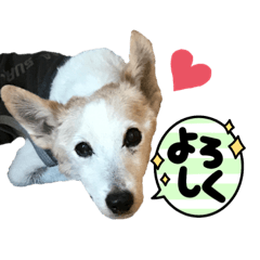 [LINEスタンプ] 慶次郎-Jack Russell Terrier