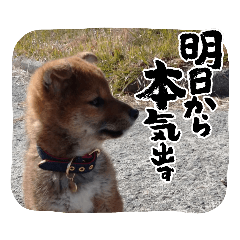 [LINEスタンプ] ごんざえもん スタンプ