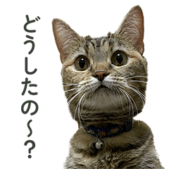 [LINEスタンプ] れいちゃんとななちゃん【修正版】