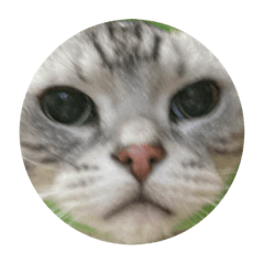 [LINEスタンプ] 山形のとの アメショー ねこ