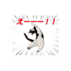 [LINEスタンプ] 関西弁ハチワレ猫ライチ君