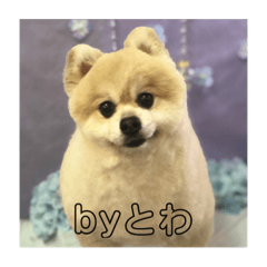 [LINEスタンプ] とわファン専用スタンプ