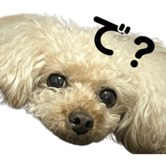 [LINEスタンプ] 荒ぶるトイプードルのウオッカ