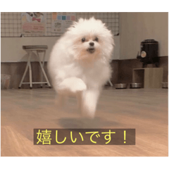 [LINEスタンプ] 字幕犬(かわいーぬ)