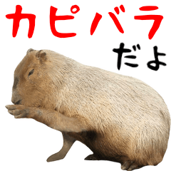 [LINEスタンプ] 動く！ミームなカピバラと動物の仲間たちの画像（メイン）