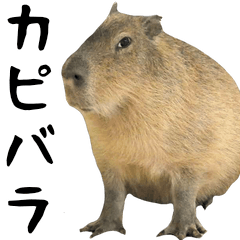 [LINEスタンプ] 飛び出す！カピバラと動物の仲間たちの画像（メイン）