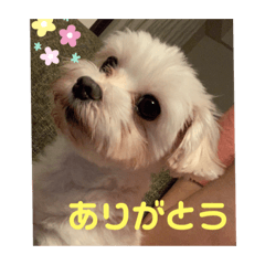 [LINEスタンプ] 我が家のアイドル.ココ3