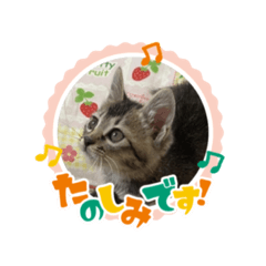 [LINEスタンプ] ちょこちっぷちゃとかぷ