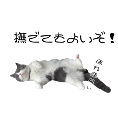 [LINEスタンプ] うちの可愛い3ニャンズwith フレンズ
