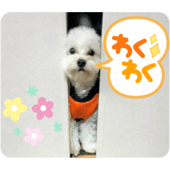 [LINEスタンプ] 愛犬だいず⭐︎スタンプの巻