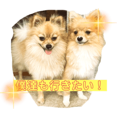 [LINEスタンプ] 可愛いポメーズスタンプ