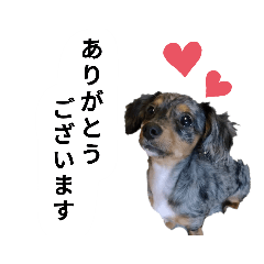 [LINEスタンプ] あずのSTAMP