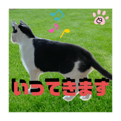 [LINEスタンプ] どこかのイエネコ。