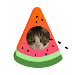 [LINEスタンプ] 空たまスタンプ_2022夏