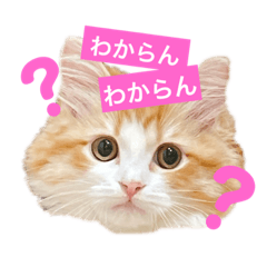 [LINEスタンプ] 鍵しっぽのアゲ。