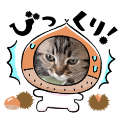 [LINEスタンプ] ショコラスタンぷ