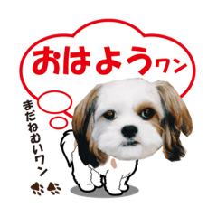 [LINEスタンプ] シーズーが大好きな人向けスタンプ