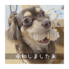 [LINEスタンプ] むぎ① むぎ