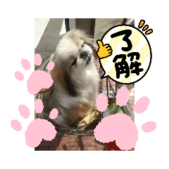 [LINEスタンプ] ペキニーズ春の気持ち