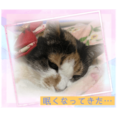 [LINEスタンプ] にゃんこの日常7