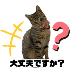 [LINEスタンプ] ビジネスで使えるにゃんこスタンプ