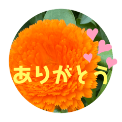 [LINEスタンプ] たけちゃん宅のFlower