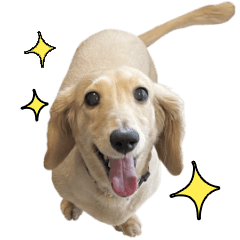 [LINEスタンプ] 近藤家の愛犬 リル