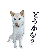 [LINEスタンプ] チロルルのスタンプ-没-