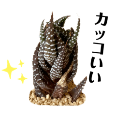 [LINEスタンプ] 多肉植物スタンプ☆