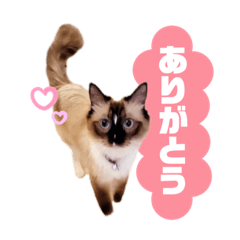 [LINEスタンプ] 超絶可愛いラグドール