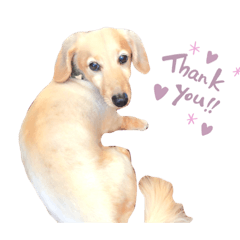 [LINEスタンプ] レオくん⭐︎スタンプ