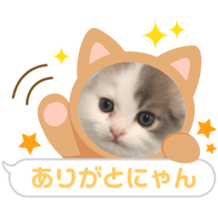 [LINEスタンプ] うりの毎日スタンプ2にゃฅ•ω•ฅ