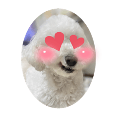 [LINEスタンプ] 愛犬ぷぅ君の日常（1）