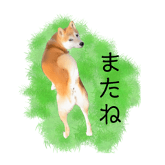 [LINEスタンプ] 柴犬リアルはるのすけスタンプ