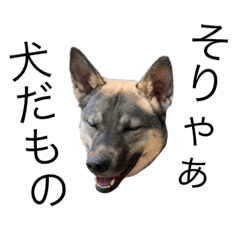 [LINEスタンプ] うちの鼻黒犬3