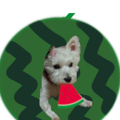 [LINEスタンプ] ウエスティ犬_夏_毎日使える