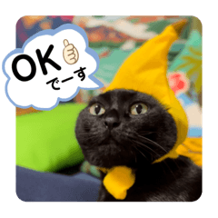 [LINEスタンプ] 黒猫 cocona3