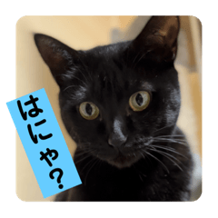 [LINEスタンプ] 黒猫 cocona4