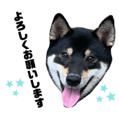 [LINEスタンプ] うちの鼻黒わんこのお友達2
