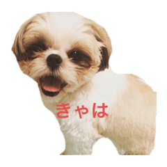 [LINEスタンプ] まつ毛の長いシーズーメイちゃん