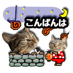 [LINEスタンプ] 猫(キジとトラ)日常で使えるスタンプ③