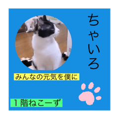 [LINEスタンプ] ガッシーねこーず39にゃんシリーズ⑲