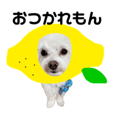 [LINEスタンプ] マルチーズもこちゃん