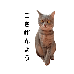 [LINEスタンプ] あくび猫みゃーちゃんのあいさつの画像（メイン）