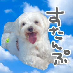 [LINEスタンプ] スーパーマルチーズみるくフレンズ