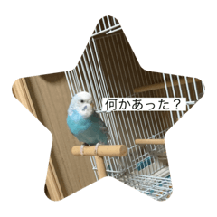[LINEスタンプ] インコ「ルル」2